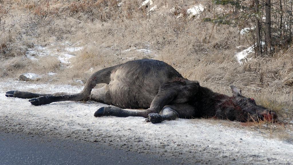 Frykter stor økning i antall viltpåkjørsler
