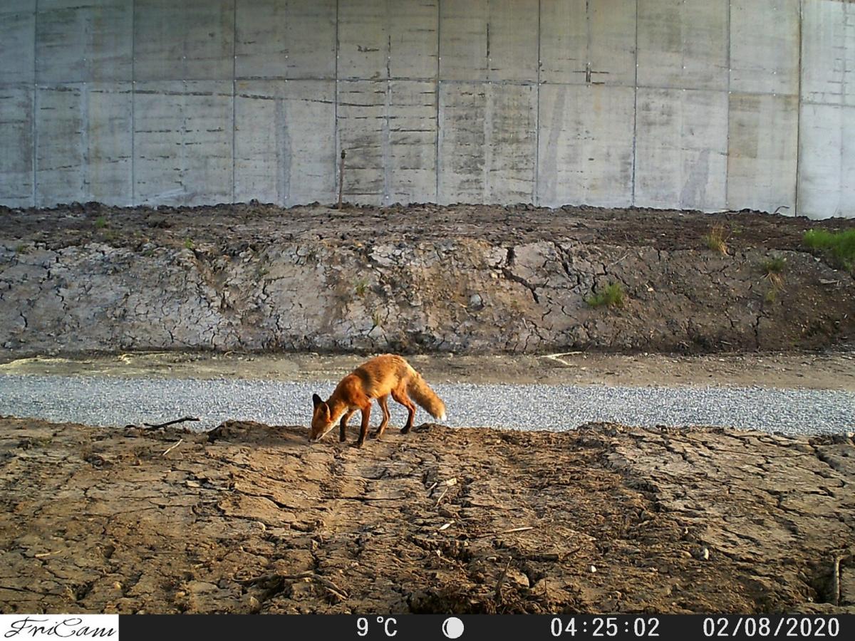 Vilthensyn i vegplanleggingen