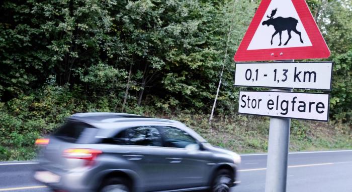 VÆR OBS: Skilt om elgfare er ikke satt opp for moroskyld. Foto: If