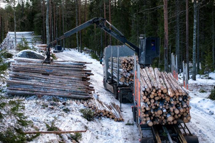 UTE I SKOGEN: Bil og henger fylles opp. Foto: Jan Egil Sandstad