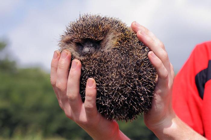 Pinnsvinarten Erinaceus Osterdalus er kjent for å være utpreget suicidal, noe som gjør tilværelsen langs RV3 noe utfordrende for artens overlevelse. Foto: Colourbox